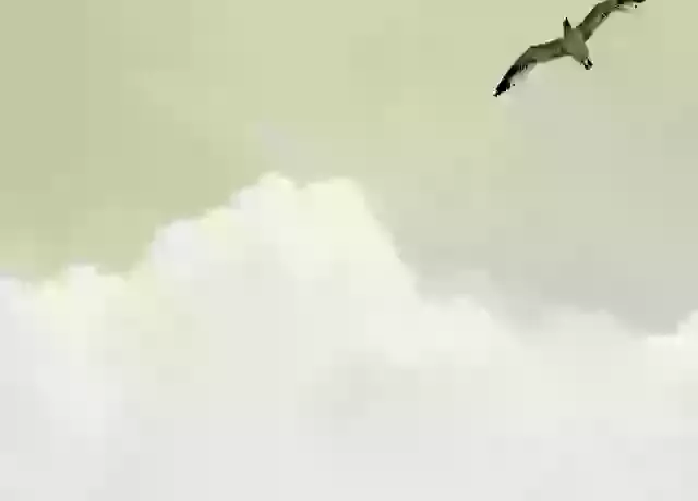 Freedom: A New Creation
